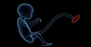 ембрион утроба