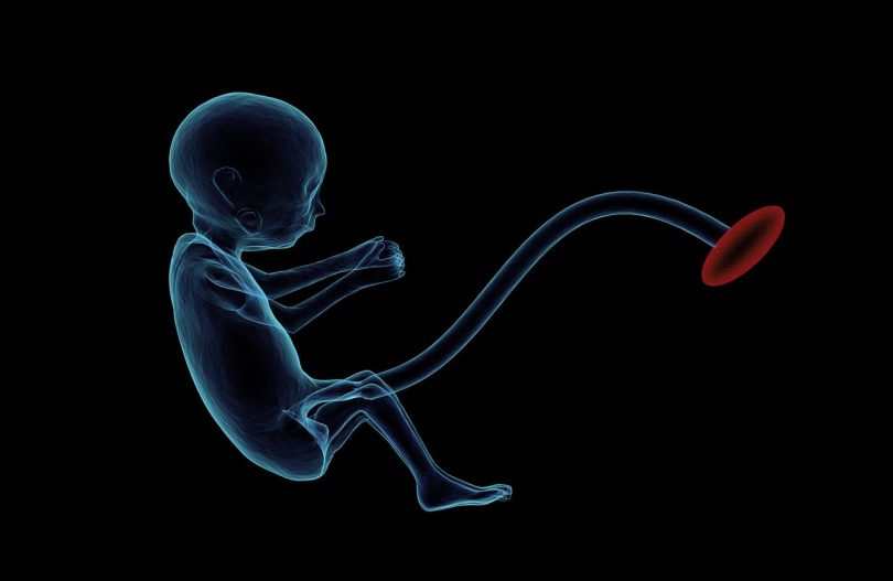 ембрион утроба